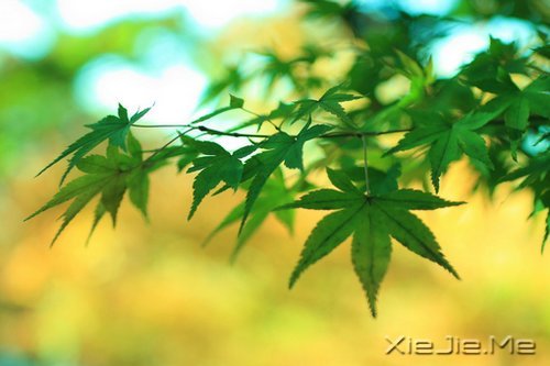 不要艳羡他人，不要输掉自己 (4)