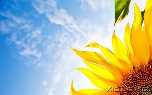 早安心语：对未来的真正慷慨，是把一切献给现在 (1)