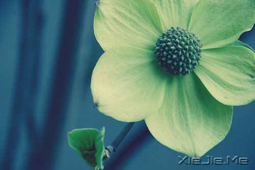 早安心语：对未来的真正慷慨，是把一切献给现在 (2)