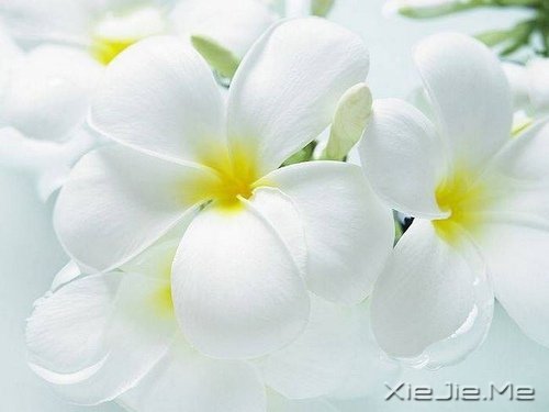 早安心语：对未来的真正慷慨，是把一切献给现在 (6)